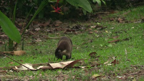 A-furry,-adorable-Coati-sniffing-for-food-on-the-grass---Wide-shot