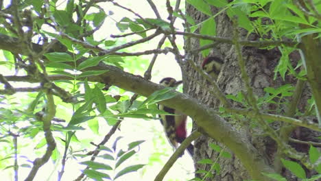 A-mother-Great-Spotted-Woodpecker-feeding-her-chick-on-a-tree---close-up