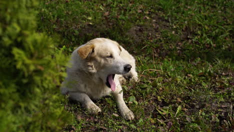 Ein-Süßer-Hund-Sitzt-Auf-Dem-Gras