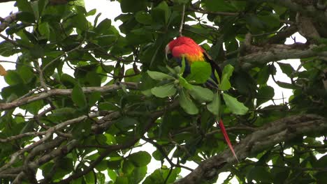 A-beautiful-rainbow-colored-Scarlet-Macaw-parrot-perched-on-a-tree-branch-then-flying-off---Tilt-up