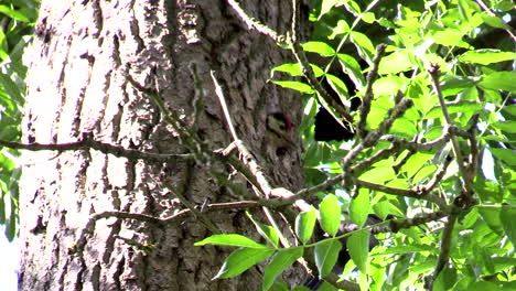 A-Great-Spotted-Woodpecker-chick-up-in-a-tree-calling-and-waiting-to-be-fed-by-its-mother---close-up