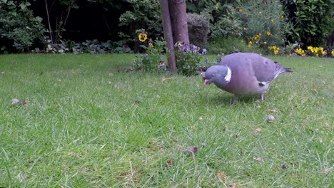 A-beautiful-Wood-Pigeon-walking-close-to-the-camera,-searching-for-food---close-up