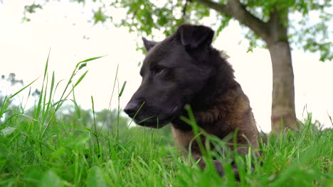 Ein-Schwarzer-Hund-Frisst-Gras-Unter-Dem-Walnussbaum-Im-Garten