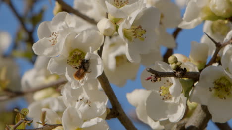 Bee-on-a-magnolia-flower-in-slow-motion