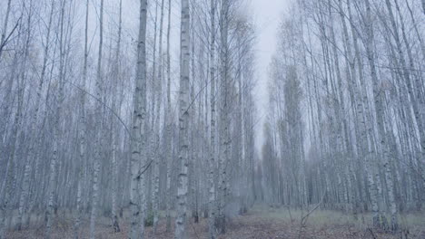 Wide-shot-of-birch-trees-swinging-in-the-wind