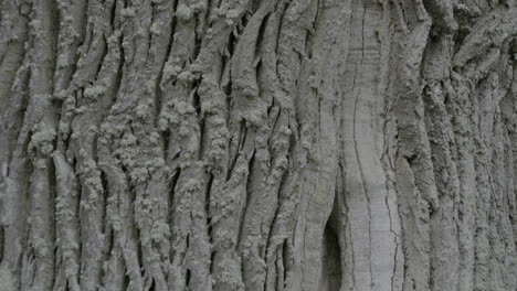 Closeup-on-ancient-tree-cortex---tilt