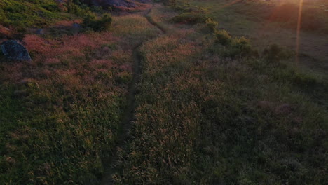 An-aerial-shot-following-a-path-going-through-high-grass-toward-the-ocean-during-a-sunset