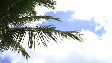 Leaves-of-palm-tree-are-shaking-by-strong-wind-in-blue-cloudy-sky