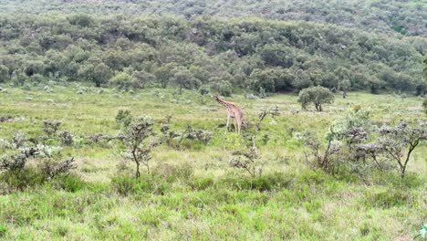 Establecedor-Vista-Amplia-De-Una-Sola-Jirafa-Masai-Comiendo-Hierba-En-Un-Vasto-Campo-De-Matorrales