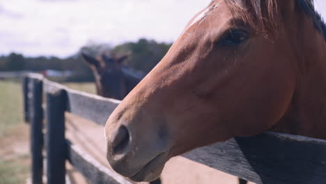 Closeup-of-Horse-Looking-Into-Camera