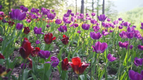 Rotes,-Lila,-Violettes-Tulpenbeet-Im-Garten-Der-Morgenruhe-Am-Späten-Nachmittag,-Mittlerer-LKW-In-Zeitlupe-Links