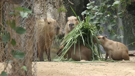 Eine-Herde-Wasserschweine,-Das-Größte-Nagetier-Der-Welt,-Frisst-Gras-In-Einem-Zoo