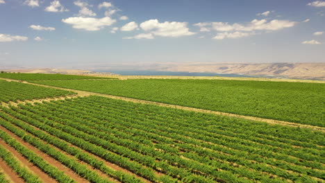 Tabor-Winery-drone-shot-north-israel-kineret-view-vineyard
