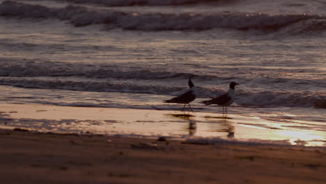 Sunrise-on-the-beach-of-the-Gulf-Coast-featuring-seagulls