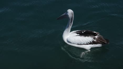 Pelikan,-Der-Sich-An-Einem-Schönen-Sonnigen-Nachmittag-Auf-Dem-Wasser-In-Australien-Entspannt