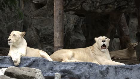A-group-of-female-white-lion-or-Panthera-Leo-with-blonde-fur-is-lying-and-looking-around-curiously-in-its-habitat-at-a-zoo