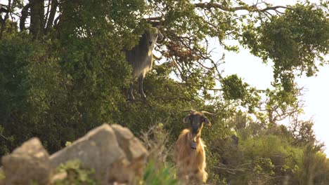 Goats-standing-in-the-trees,-looking-at-the-camera