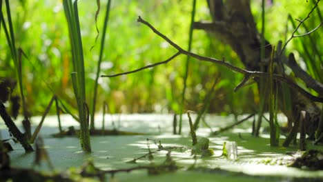 Tall-grass-and-branches-in-a-pond-covered-in-duckweed-on-a-sunny-day,-beautiful-sun-rays-on-jungle-river