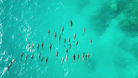 AERIAL-HIGH-ALTITUDE,-Massive-Pod-of-Dolphins-in-Red-Sea