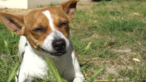 Close-up-shot-of-Jack-Russel-puppy-chewing-on-grass