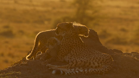 Close-Up-Of-Female-Cheetah-Resting-With-Two-Cubs-Against-Backlit-Sunlight-At-Sunset