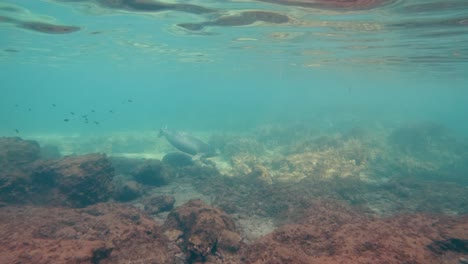 Mönchsrobben-Schwimmen-Durch-Sonnige-Seetangflecken-Und-Blicken-In-Die-Kamera
