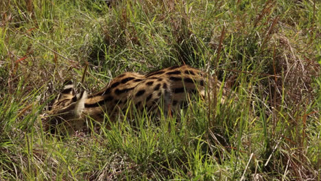 Serval-Comiendo-Un-Ratón-En-Los-Pastizales-De-La-Reserva-De-Caza-Maasai-Mara-En-Kenia