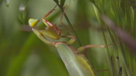 Praying-Mantis-On-Verdant-Foliage-Slowly-Moving-Against-Bokeh-Backdrop