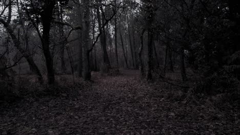A-Walk-Through-Creepy-Forest-On-A-Misty-Sunset