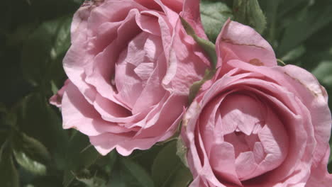 Closeup-of-pink-roses-blooming-with-green-leaves-in-background
