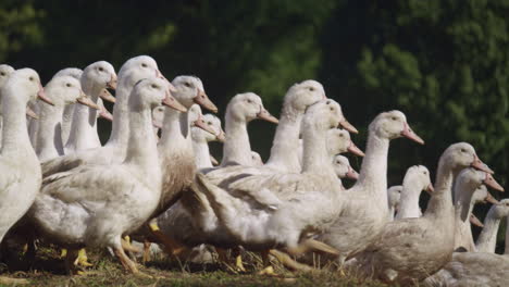 herd-of-white-domestic-geese-outside-in-the-meadow