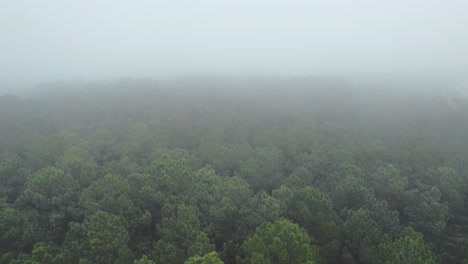 Dense-fog-over-forestry-area,-drone-ascend-shot