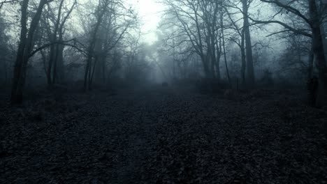 Foggy-dark-forest