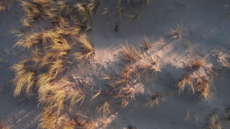 Aerial-View-Of-Beach-Grass-Growing-On-The-Sand-Dunes-On-A-Summer-Day
