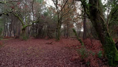Magical-woodlands-on-moody-day-with-covered-floor-in-autumn-leaves,-dolly-forward-shot