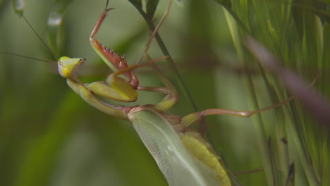 Praying-Mantis-resting-on-leaves--Close-up