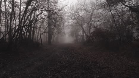 Herbstwaldlandschaft-Mit-Nebel-In-Monochrom