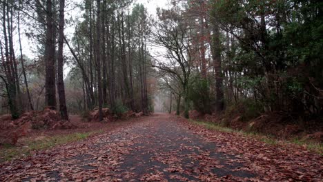 Camino-Escénico-Rodeado-De-Altos-árboles-Verdes