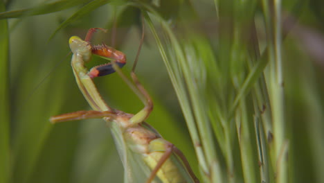 Close-up-of-a-praying-mantis-cleaning-it's-leg-whilst-perched-on-green-foliage