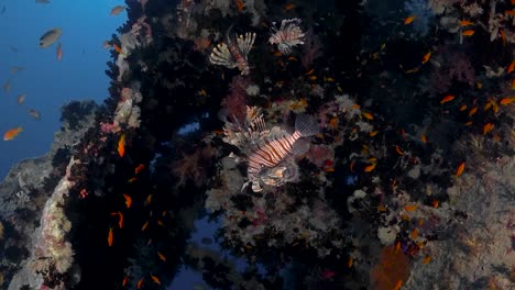 Four-lionfish-swim-inside-a-wreck-structure-in-the-red-sea,-Egypt