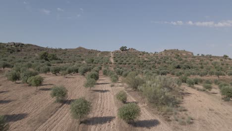 Luftaufnahmen-Eines-Olivenbaumfeldes