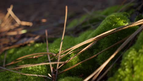 Slow-slider-backwards-shot-of-moss-and-dry-pine-leaves-in-forest