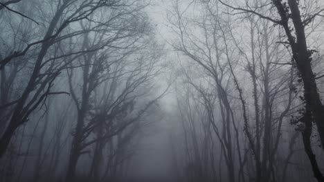 Silhouette-of-forest-tree-on-misty-day-in-mysterious-horror-shot,-dolly-forward