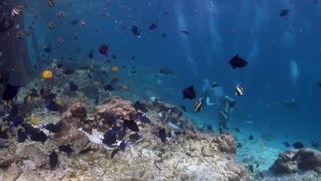 A-large-school-with-colorful-fish-swimming-in-a-blue-sea-with-a-group-of-divers-in-the-background