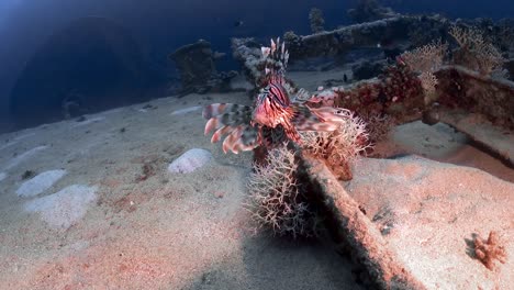 Lion-fish-swimming-lonely-over-a-metal-structure-on-the-sea-floor