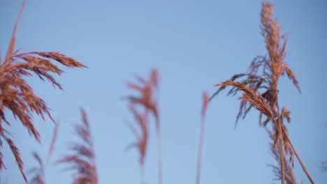 Closeup-detail-of-salt-meadow-marram-grass-over-blue-sky-sunset-golden-hour