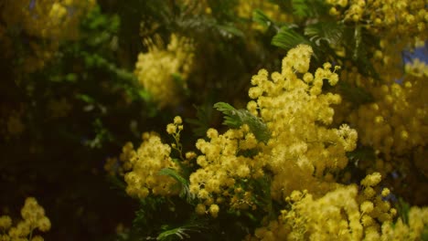 Close-up-gimbal-shot-of-yellow-Mimosas-swaying-in-wind