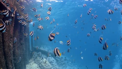 Hundreds-of-Moorish-Idol-fish-swimming-near-the-surface-of-the-sea-in-the-Maldives-in-4K