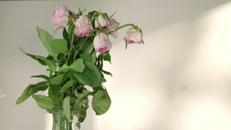 Sad-lonely-pink-roses-wilting-and-dying-in-a-vase,-sunlight-behind