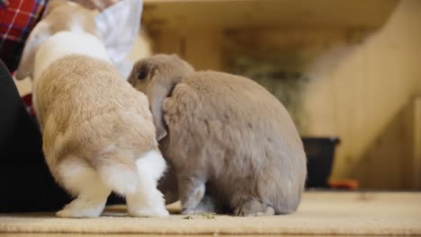 Bunnies-eating-time,-Brown-bunny-facing-the-camera-and-eating,-UHD-in-slow-motion